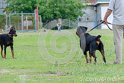 Meeting of two black pets in dog park. Adult Rottweiler in front Stock Photo