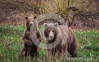 Meeting in the woods. Brown bears, Kamchatka Stock Photo