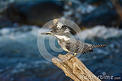 Megaceryle lugubris: Crested Kingfisher perching on tree log in the forest of Jim Corbett Natinal Park, India Stock Photo