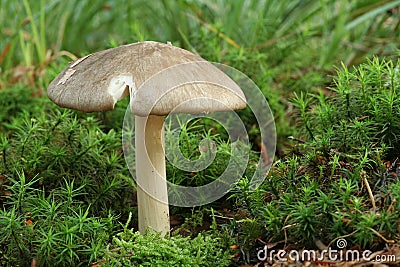 Megacollybia platyphylla - Eatable Mushroom Stock Photo