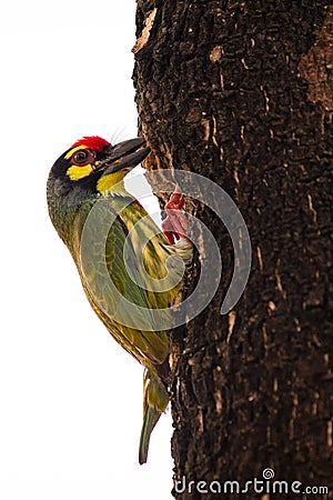 Megalaima asiatica bird Stock Photo