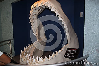 Megalodon shark jaws close up. Museum. Tourism. Exhibition. Los Angeles Editorial Stock Photo