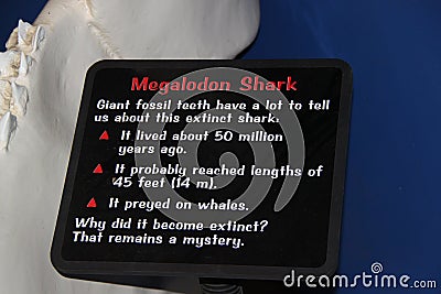 Megalodon shark jaws description close up. Museum. Tourism. Exhibition. Los Angeles Editorial Stock Photo