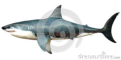 Megalodon Side Profile Stock Photo