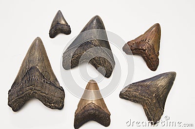 Megalodon teeth Stock Photo