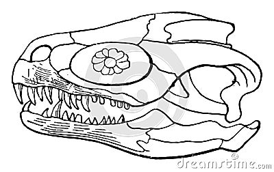 Megalosaurus Skull, vintage illustration Vector Illustration