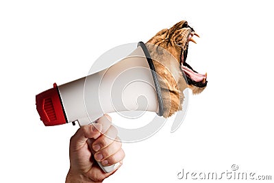 Megaphone speaking announcing head of lioness roaring screaming against isolated white background. Conceptual concept image Stock Photo