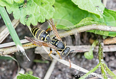 Megascolia maculata. The mammoth wasp. Stock Photo