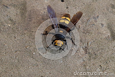 Megascolia maculata. The mammoth wasp. Stock Photo