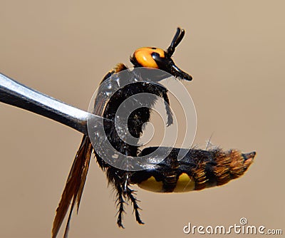 Megascolia maculata. The mammoth wasp Stock Photo