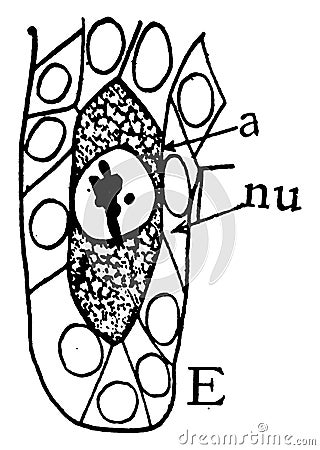 Megaspore Formation Stage 5 vintage illustration Vector Illustration