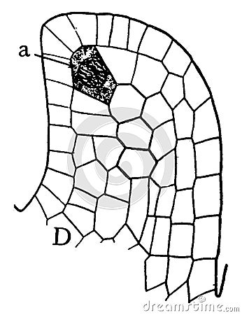 Megaspore Formation Stage 4 vintage illustration Vector Illustration