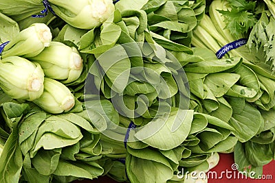 Mei Quin Choi, Shanghai Bok Choi, Baby pak choi Stock Photo