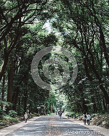 Meiji Shrine, Tokyo, Japan - People walking in a leafy green forest. Editorial Stock Photo
