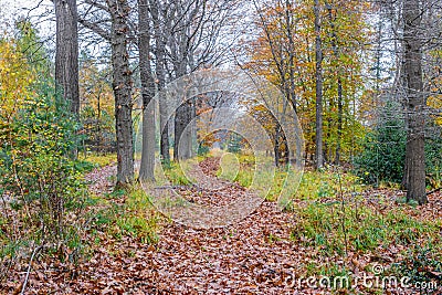 Nature reserve with bare trees and others with few yellowish green leaves, two parallel paths covered with dry brown leaves Stock Photo