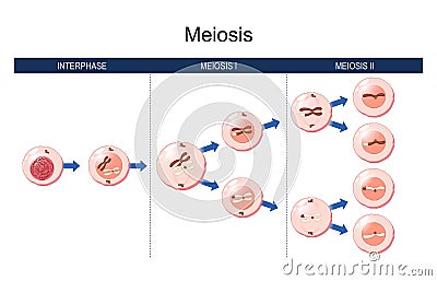 Meiosis. cell division. homologous chromosomes Vector Illustration