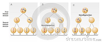 Meiosis I Meiosis II Fertilization Zygote The left image at the blue arrow is nondisjunction taking place during meiosis II. The Stock Photo