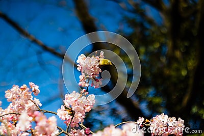 Mejiro Feeding Stock Photo