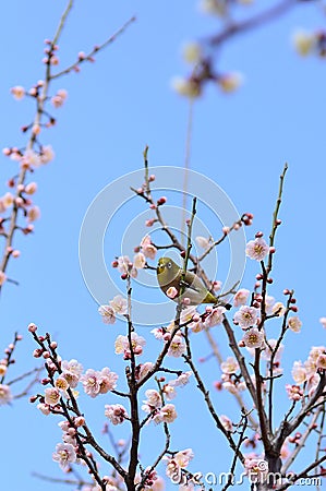 Mejiro and plum blossoms. Stock Photo