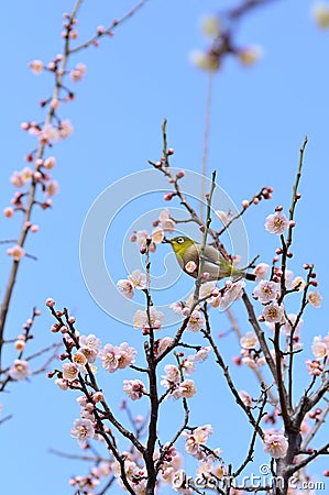 Mejiro and plum blossoms. Stock Photo