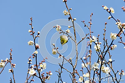 Mejiro and plum blossoms. Stock Photo