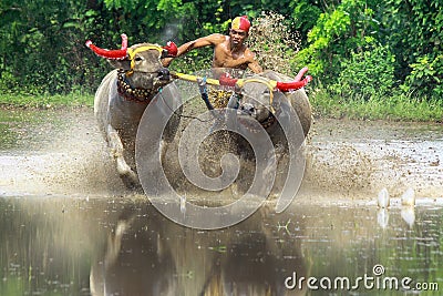 Mekepung lampit is kind of bullride Editorial Stock Photo