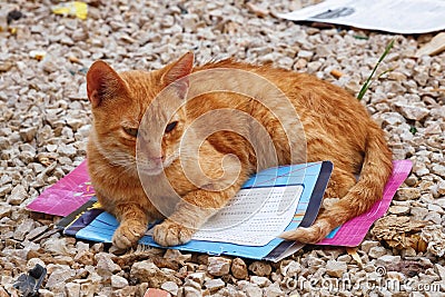 MEKNES, MOROCCO - JUNE 01, 2017: Ginger homeless cat laying on the gravel Editorial Stock Photo