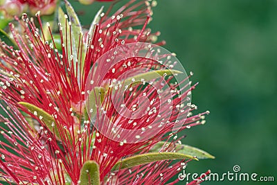 Melaleuca citrina Stock Photo