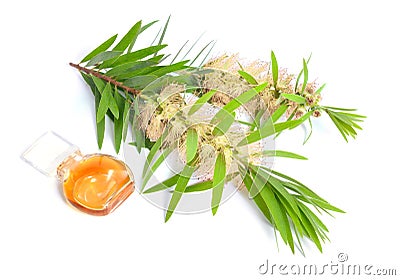 Melaleuca tea tree essential oil with twig. Isolated on white Stock Photo