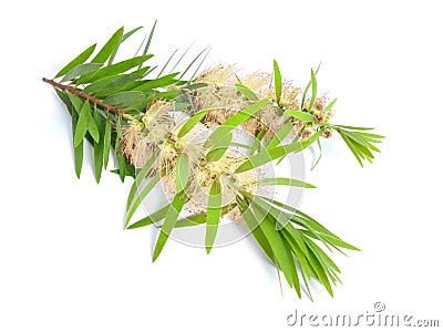 Melaleuca tea tree twig with flowers. Isolated on white backgr Stock Photo