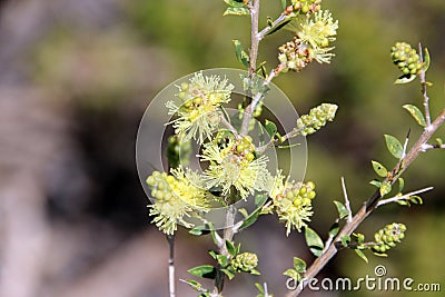 Melaleuca Thymoides Sand wattle Myrtle wildflower Stock Photo