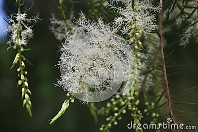 Melaleuca Tree in Bloom Stock Photo