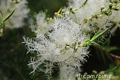 Melaleuca Tree in Bloom Stock Photo