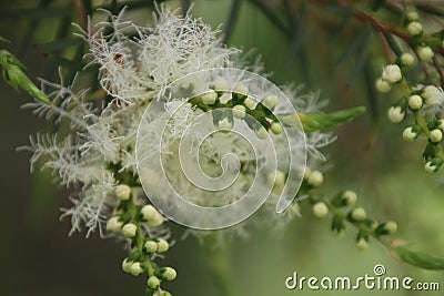 Melaleuca Tree in Bloom Stock Photo