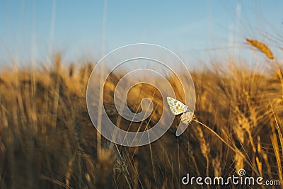 Melanargia galathea, marbled white butterfly in a weat field Stock Photo