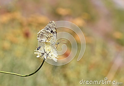 Melanargia larissa , the Balkan marbled white butterfly Stock Photo