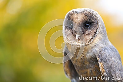 Melanistic or Black Barn Owl Stock Photo