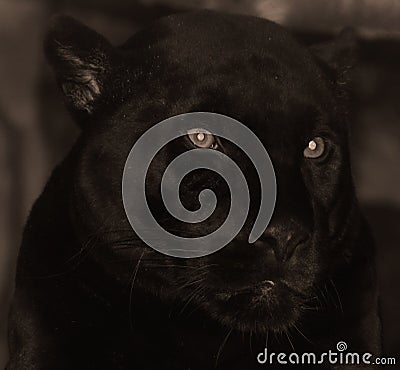 A melanistic black jaguar Stock Photo