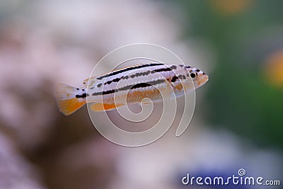 Melanochromis auratus. Stock Photo