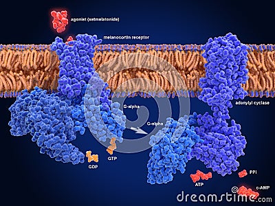 Activation of the melanocortin receptor by an anti-obesity drug Stock Photo