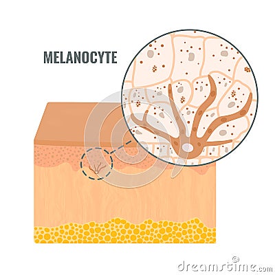 Melanocyte biology and skin tone pigmentation diagram Vector Illustration