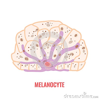 Melanocyte biology and skin tone pigmentation diagram Vector Illustration
