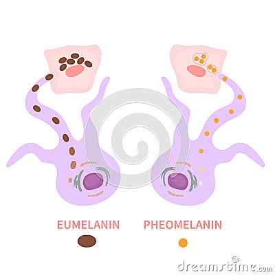 Melanin biology and skin tone pigmentation diagram Vector Illustration