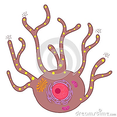 Melanocytes are specialized cells that produce melanin pigments. Vector Illustration