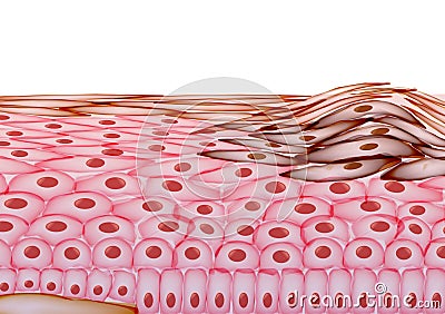 Melanoma in Layers of the Human skin, Cancer - Vector Illustration Vector Illustration