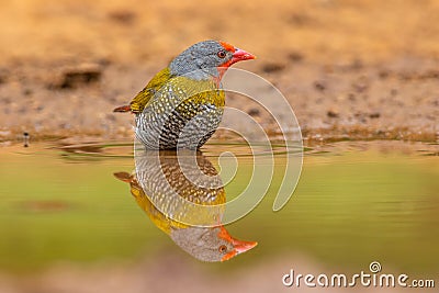 Melba Finch reflection. Stock Photo