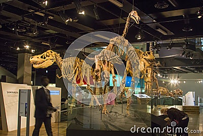 the cast fossils of dinosaurs in Melbourne Museum Editorial Stock Photo