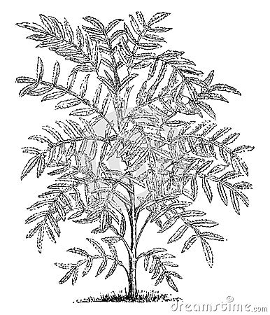 Melianthus Major vintage illustration Vector Illustration