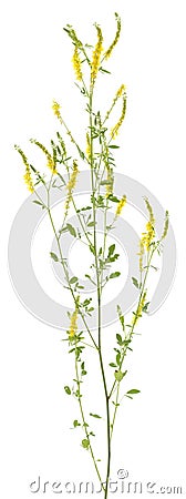 Melilotus officinalis Stock Photo