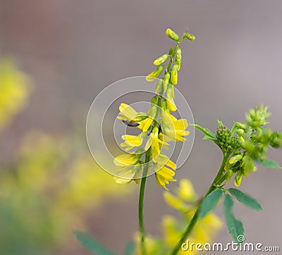 Closeup of sweet yellow clover with insect Stock Photo